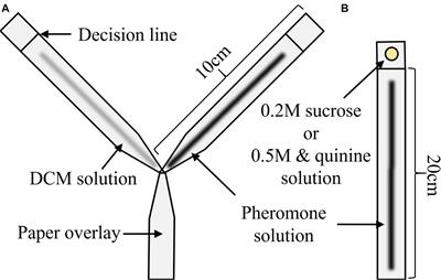 Trail Pheromone Does Not Modulate Subjective Reward Evaluation in Lasius niger Ants